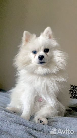 Вязка Щпиц немецкий