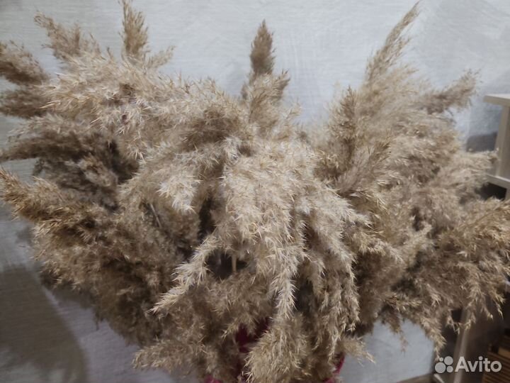 Ваза и сухоцветы камыш