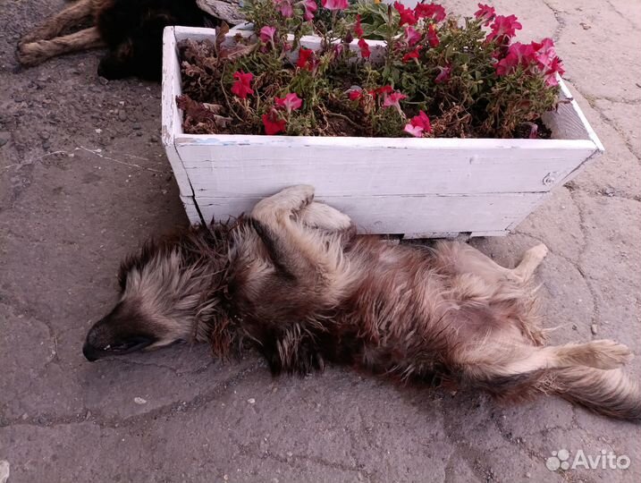 Собака ищет семью