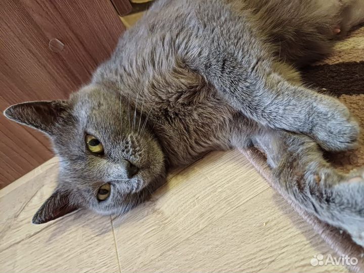 Кошка ищет дом