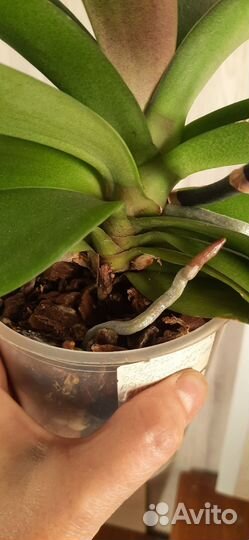 Орхидея фаленопсис с мутацией по форме