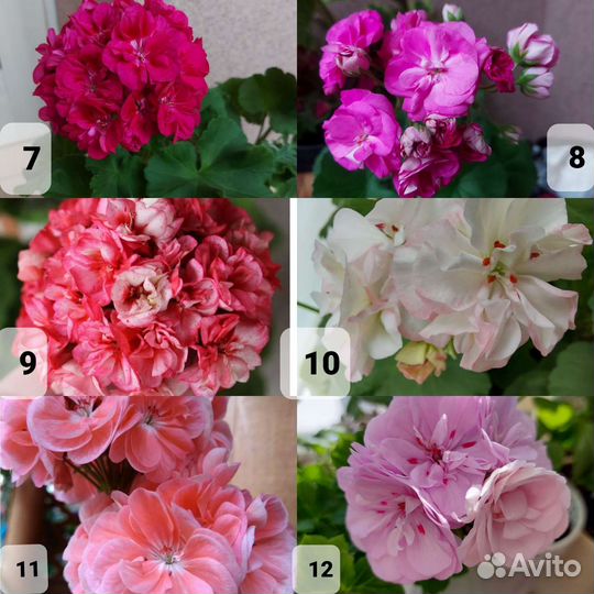 Пеларгония