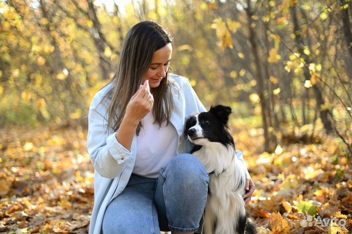 Кинолог. Дрессировка и воспитание собак