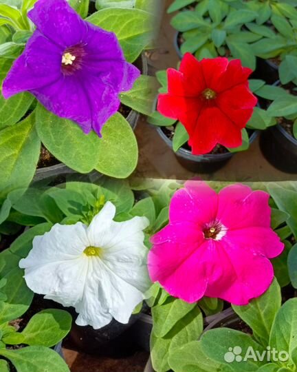 Растения для сада