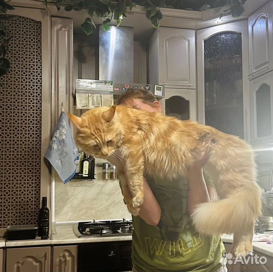 Кот мейн-кун вязка