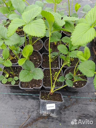 Рассада клубники