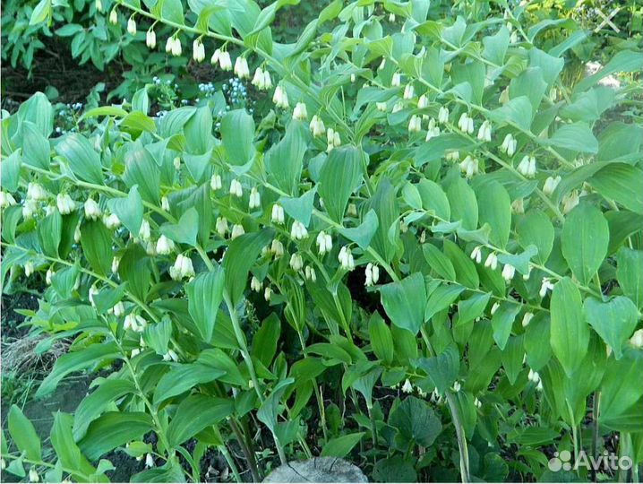 Многолетники