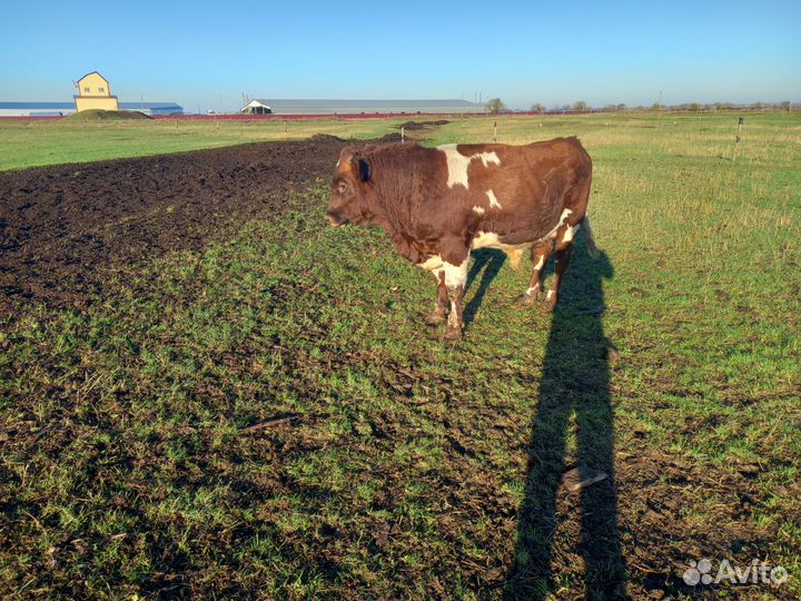 Быки и телки