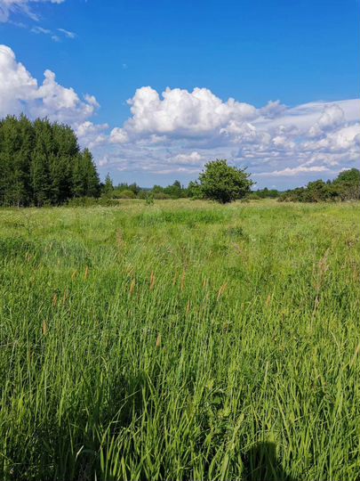 Участок 15 сот. (ИЖС)