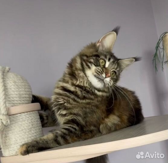Мейн кун красотка