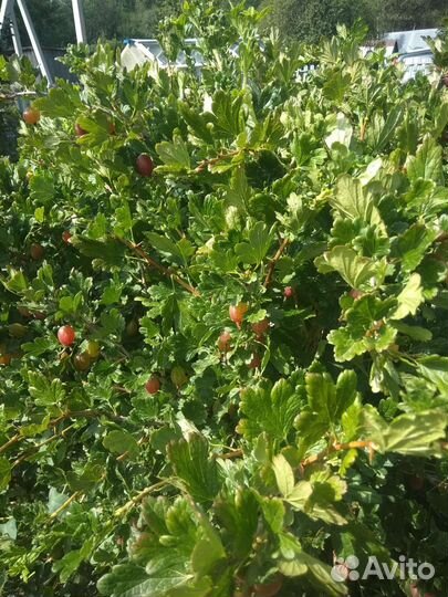 Продам красную смородину и крыжовник ягоды