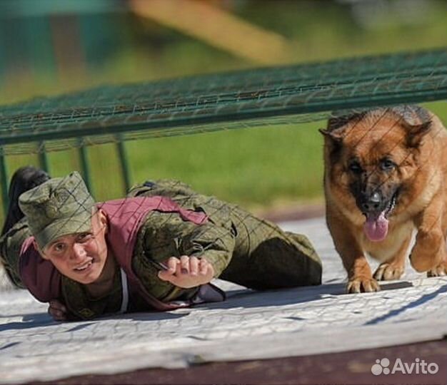 Кинолог (дрессировка собак)