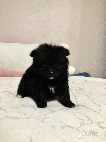 Щенки шпица