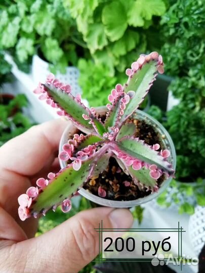 Суккуленты