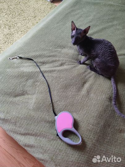 Поводок рулетка