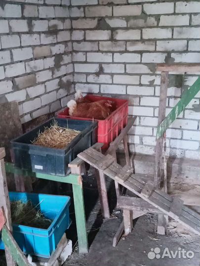 Куры молодки несушки