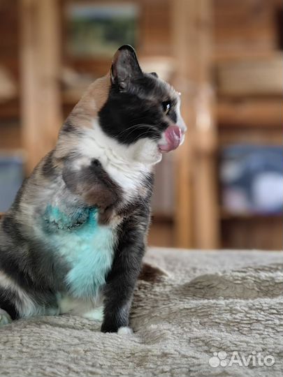 Кошечка трехцветочка трехлапочка бри