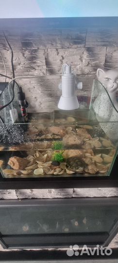 Аквариум с черепашками