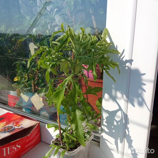 Комнатные растения цветы