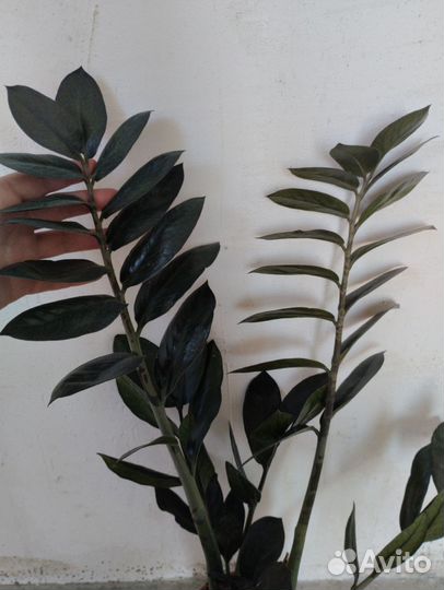 Филодендрон Биллитау и Замиокульуас равен