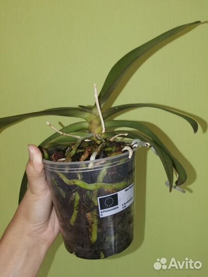 Орхидея фаленопсис парфюмерная фабрика