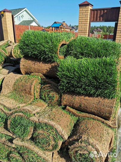 Рулонный газон под ключ и обслуживание