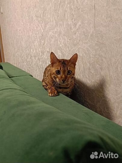 Бенгальский кот вязка