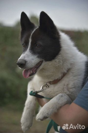 Лайка, ищет дом собака