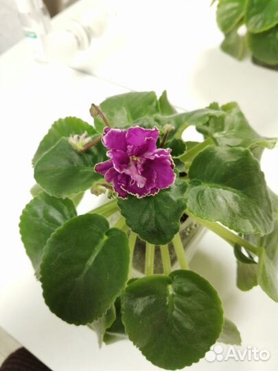 Фиалки продам