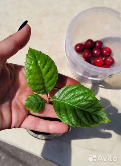 Мушмула японская