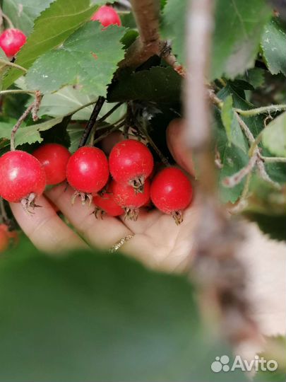 Боярышник ягоды