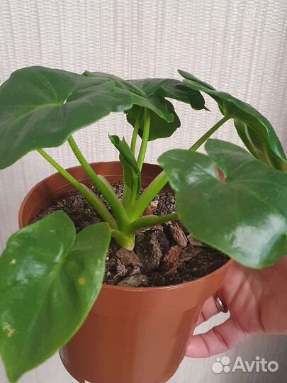 Филодендрон Атом