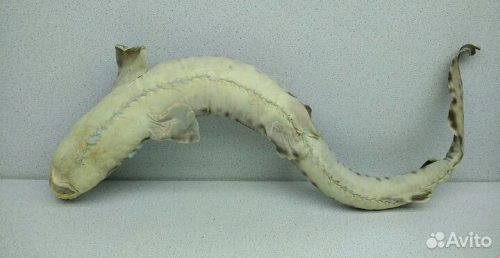 Акула пятнистая 39,1 морской сувенир подарок