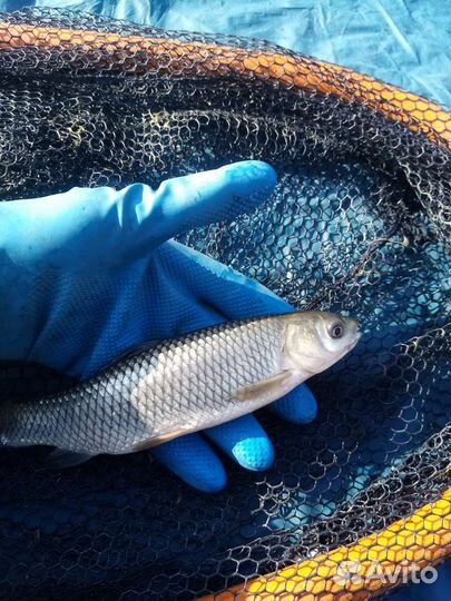 Зарыбление личинка малек карп живая рыба