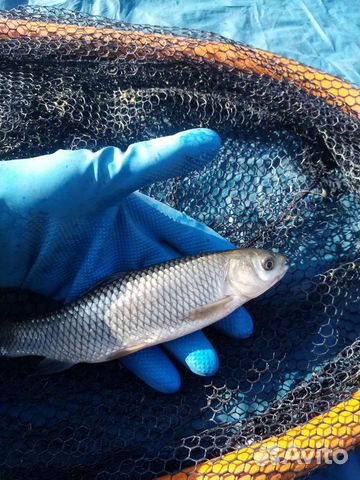 Зарыбление личинка малек карп живая рыба