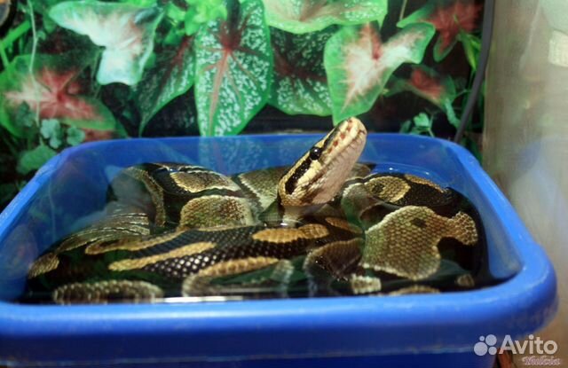 Аренда змеи