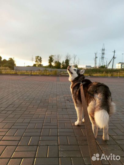 Выгульщик собак с 14 лет