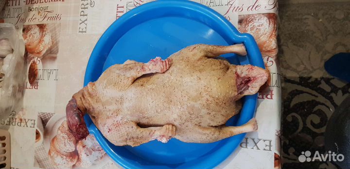 Утка домашняя мясо