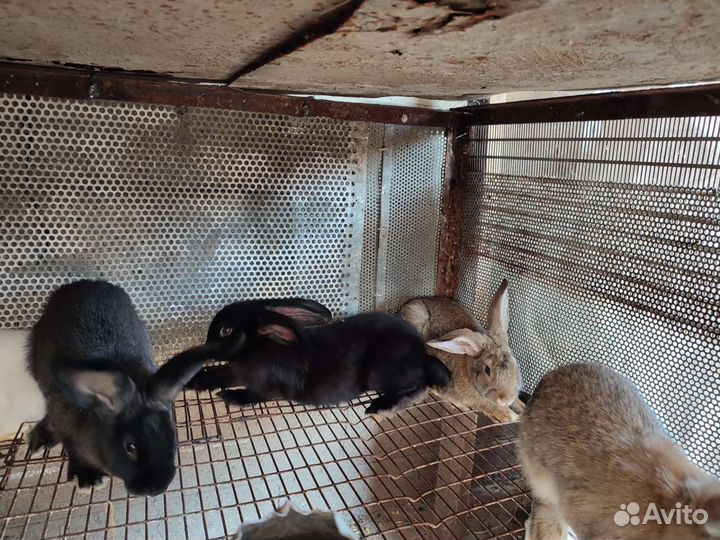 Кролики мясных пород