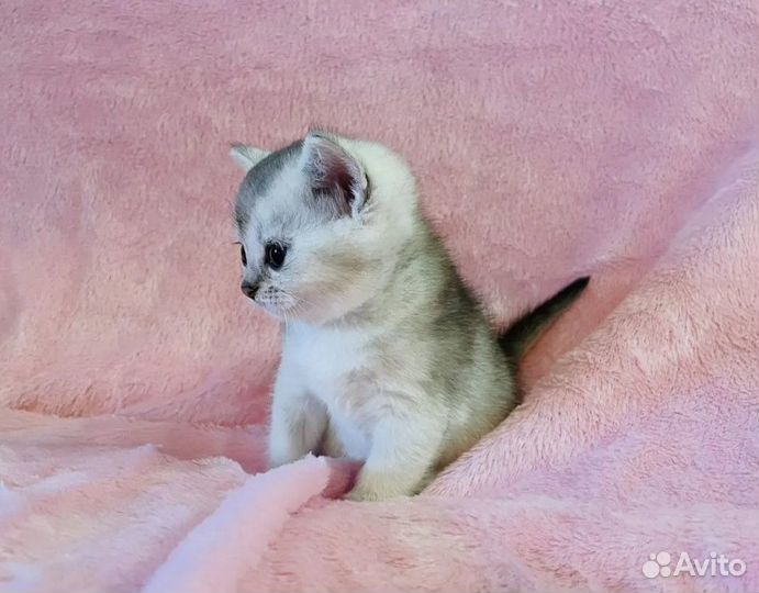 Британская серебристая шиншилла