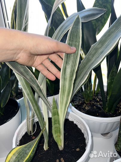 Сансевиерии редкие сорта