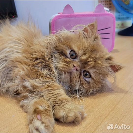 Вязка с персидским котом