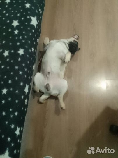 Мопс вязка мальчик