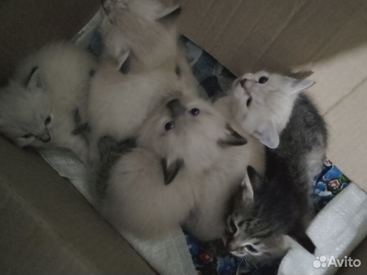 Котята в добрые руки бесплатно