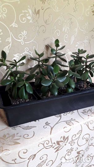 Денежное дерево