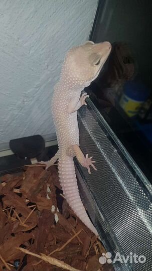 Геккон эублефар