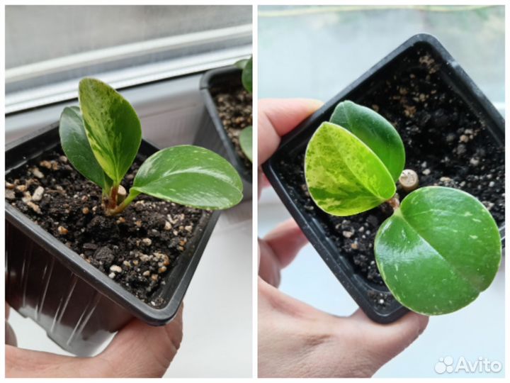 Комнатные цветы