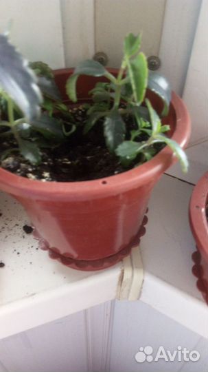 Комнатные цветы каланхоэ