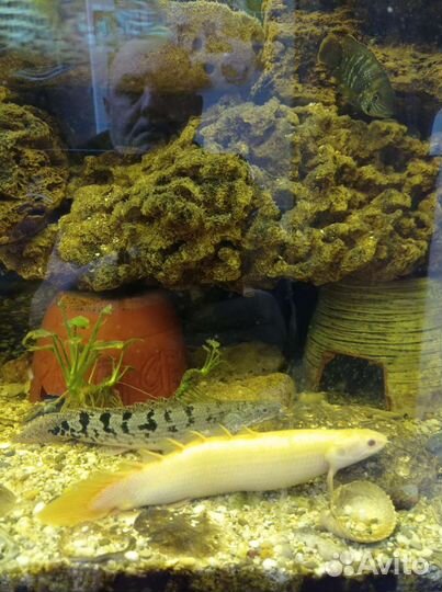 Аквариумные рыбки