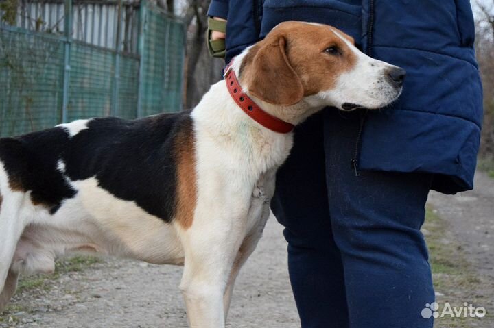 Русская пегая гончая